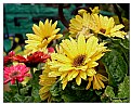 Picture Title - Wet Daisies