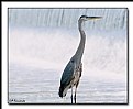 Picture Title - Heron 2