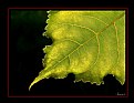 Picture Title - Leaf-1