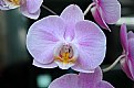 Picture Title - Tiger Orchid 