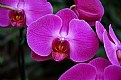 Picture Title - Orchid 2