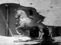 Picture Title - Horse