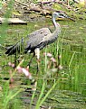 Picture Title - My Heron