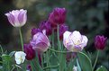 Picture Title - Calloway Tulips