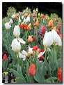 Picture Title - April Tulips