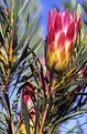 Picture Title - Protea