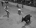 Picture Title - Calf Scramble...