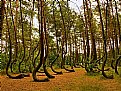Picture Title - Crooked forest
