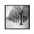 Picture Title - triangle | of | trees -