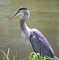 Picture Title - Great Blue Heron