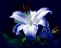 Picture Title - Rhapsody In Blue