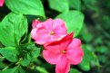 Picture Title - Pink Flowers