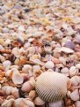 Picture Title - Shells