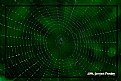 Picture Title - The net