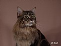 Picture Title - Maine Coon 02