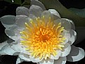 Picture Title - nymphaea lotus termalis