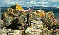 Picture Title - rock garden