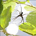Picture Title - Spider at Pondside