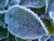 frost on a gardenia leaf