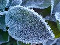 Picture Title - frost on a gardenia leaf