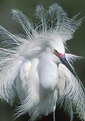 Picture Title - Snowy Egret