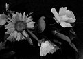 Picture Title - Spring Flower B&W