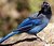 Western Blue Jay