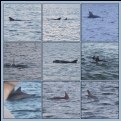 Picture Title - Dolphin Collage