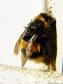 Picture Title - Dirty Bumblebee