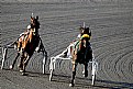 Picture Title - Harness Racing 