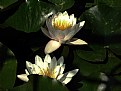 Picture Title - shadows - nymphaea 