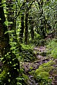 Picture Title - walking in the forest 