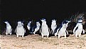 Picture Title - Fairy Penguins Phillip Is.  Victoria