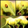 Picture Title - coccinella's story