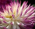 Picture Title - Dahlia-3