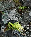 Picture Title - ferns in rocks