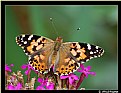 Picture Title - A Painted Lady