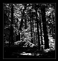 Picture Title - Black forest