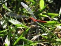 Picture Title - Dragon Fly