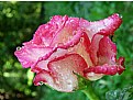 Picture Title - When a  rose weeps