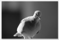 Picture Title - Portrait of a Pigeon