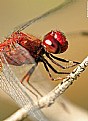 Picture Title - .:: Dragonfly #9 ::.