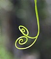 Picture Title - Light and curls