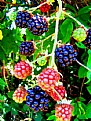 Picture Title - Berries