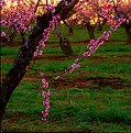 Picture Title - Peach Blossome 4