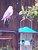 april shower bird