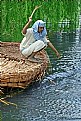Picture Title - Fisherman