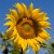 Mr. Sunflower