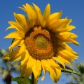 Picture Title - Mr. Sunflower