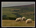 Picture Title - Northumbrian Pastures